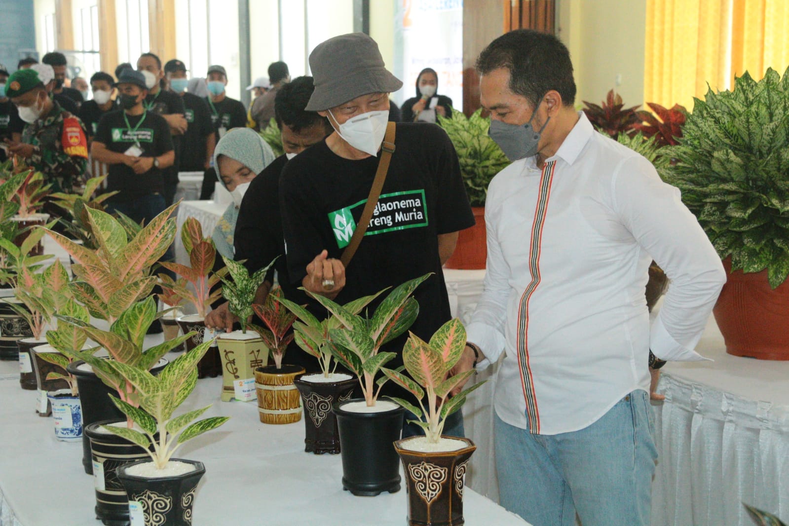 Bupati Kudus : Aglaonema Memiliki Potensi Ekonomi Tinggi 