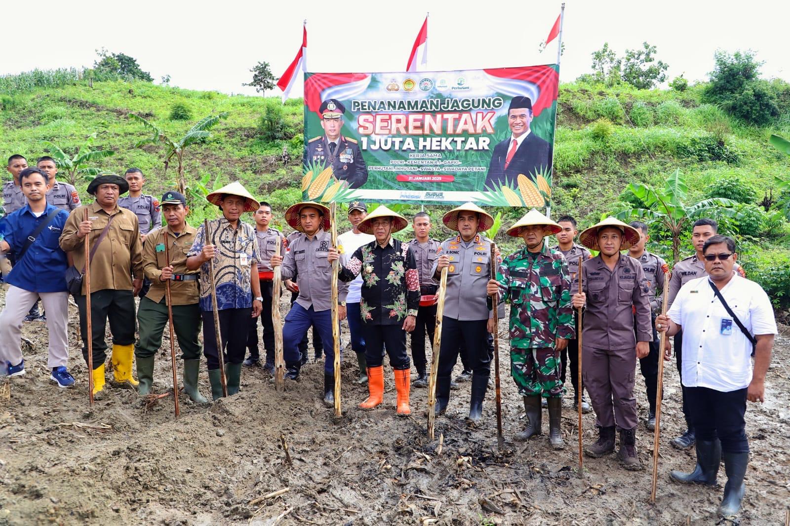 Penanaman Jagung Serentak Upaya Mendorong Kemandirian Swasembada Pangan